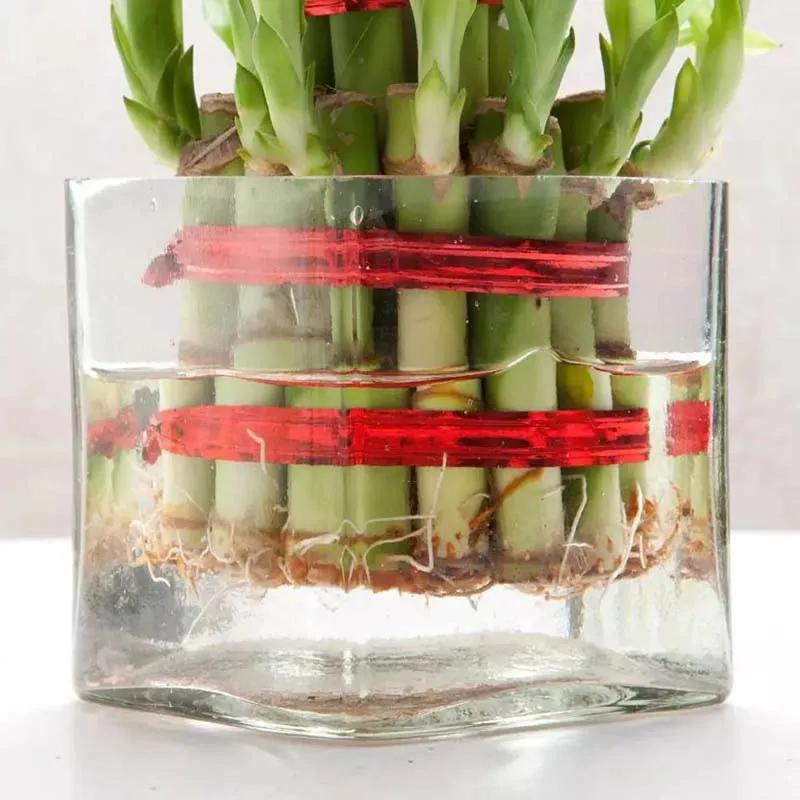 2 Layer Lucky Bamboo in Glass Vase