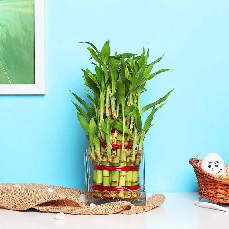 3 Layer Lucky Bamboo Plant in Square Vase