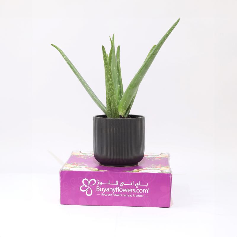 Aloe Vera Plant in Black Pot