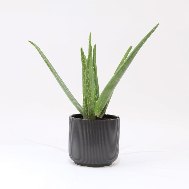 Aloe Vera Plant in Black Pot