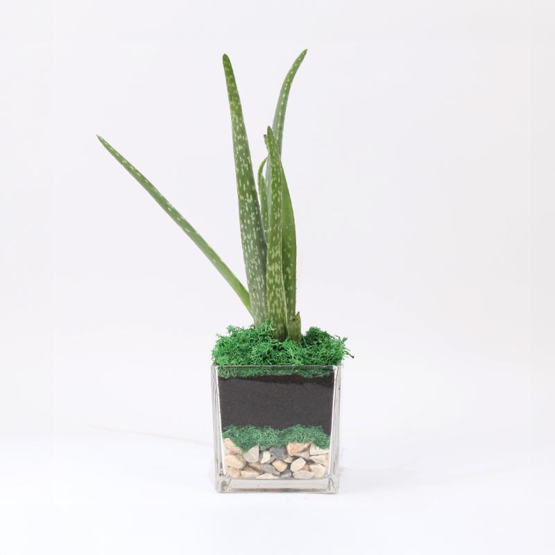 Aloe Vera Plant in Square Glass Vase