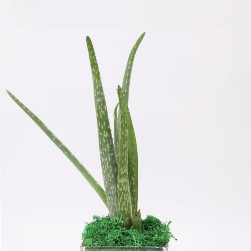 Aloe Vera Plant in Square Glass Vase