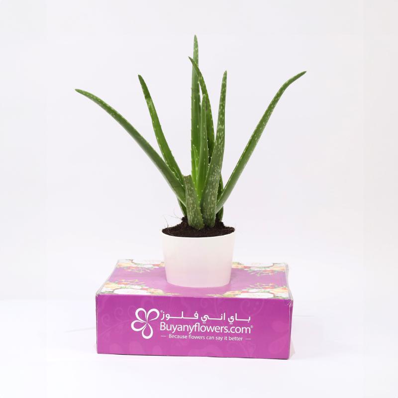 Aloe Vera Plant in White Pot