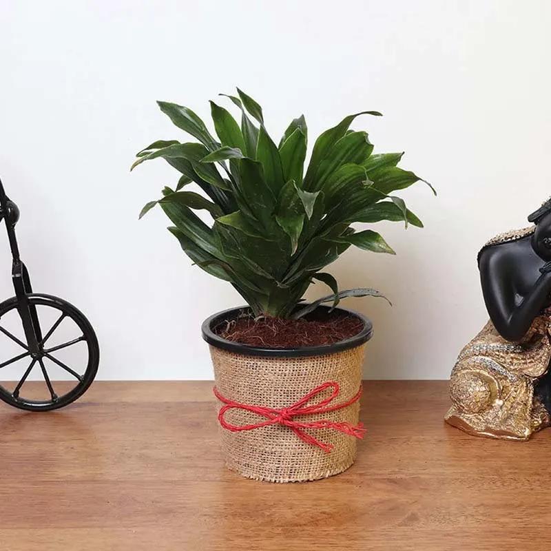 Dracaena Compacta Plant in Jute Wrap