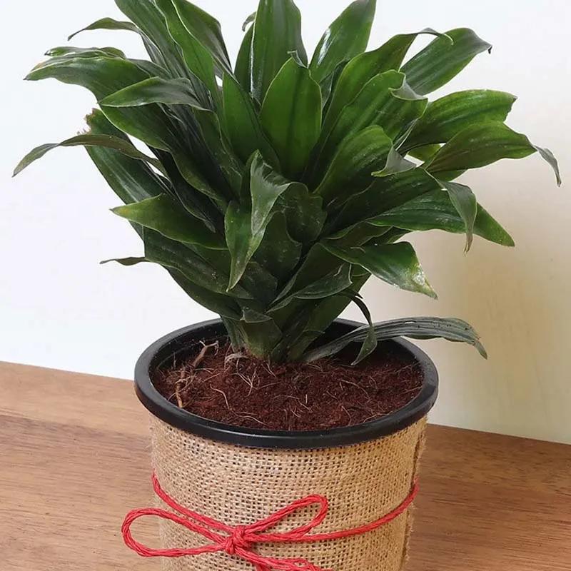 Dracaena Compacta Plant in Jute Wrap