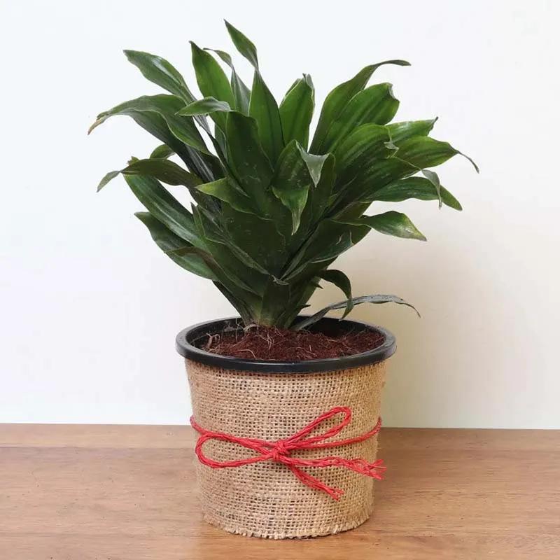 Dracaena Compacta Plant in Jute Wrap