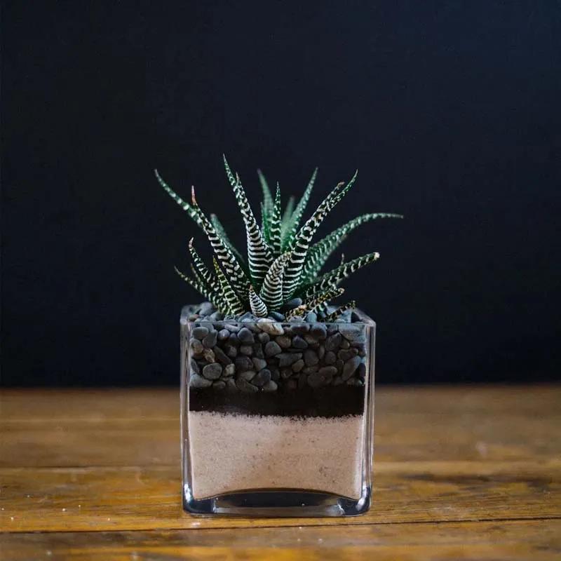 Haworthia Plant in Square Vase