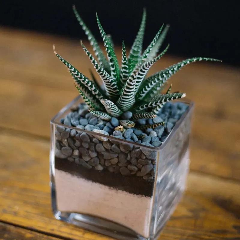 Haworthia Plant in Square Vase