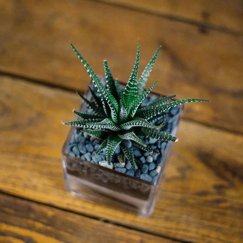 Haworthia Plant in Square Vase