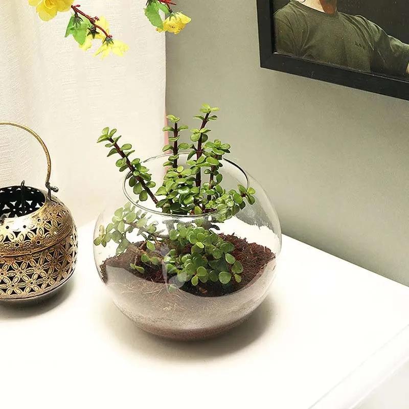 Jade Plant in Fish Bowl