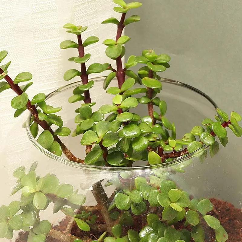 Jade Plant in Fish Bowl