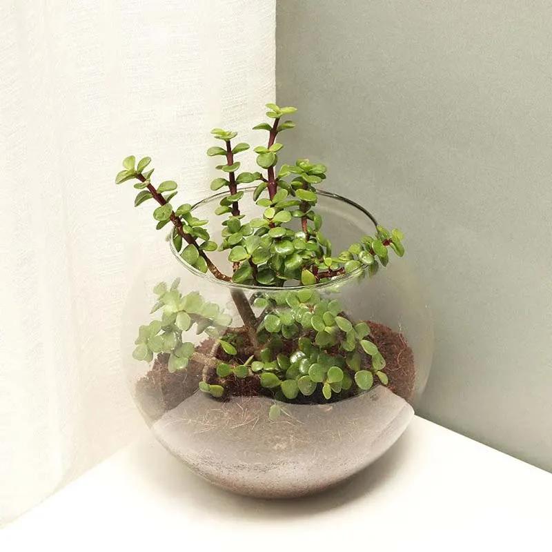 Jade Plant in Fish Bowl