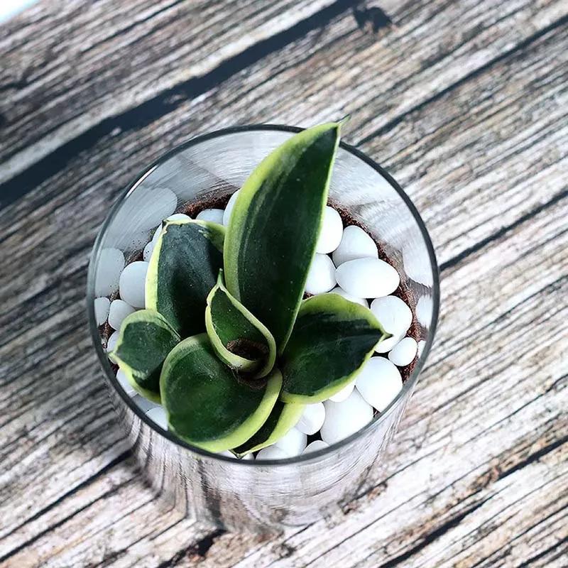 Mini Sansevieria in Cylinder Vase