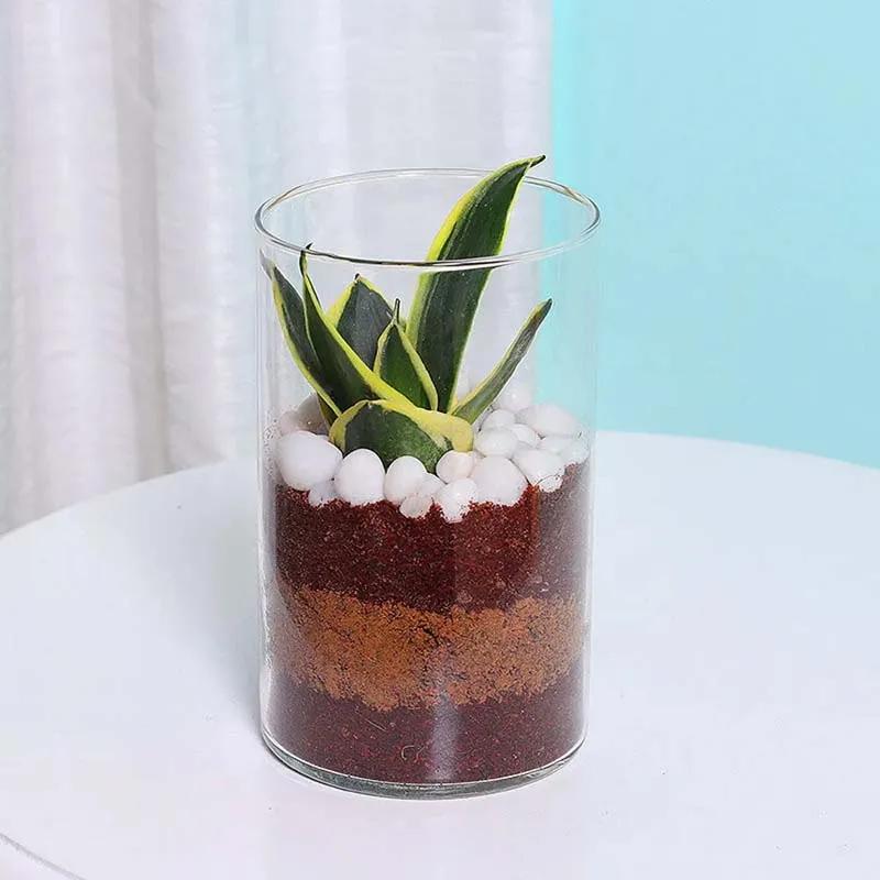 Mini Sansevieria in Cylinder Vase