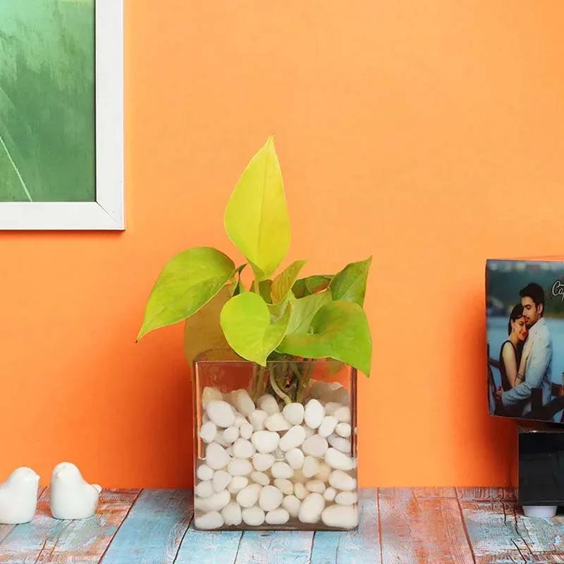 Money Plant in Clear Vase