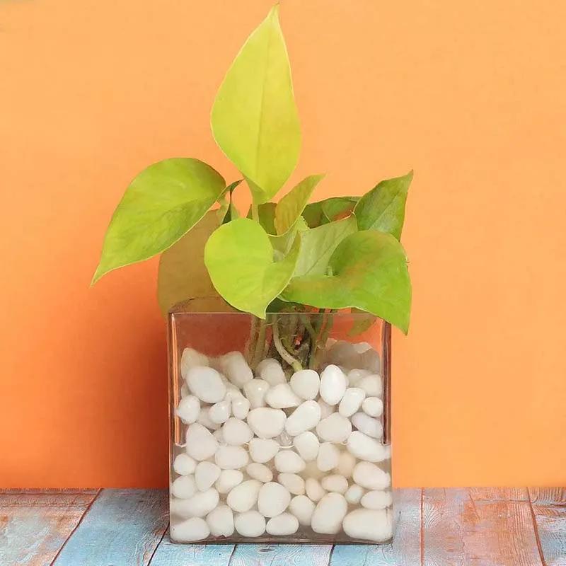 Money Plant in Clear Vase