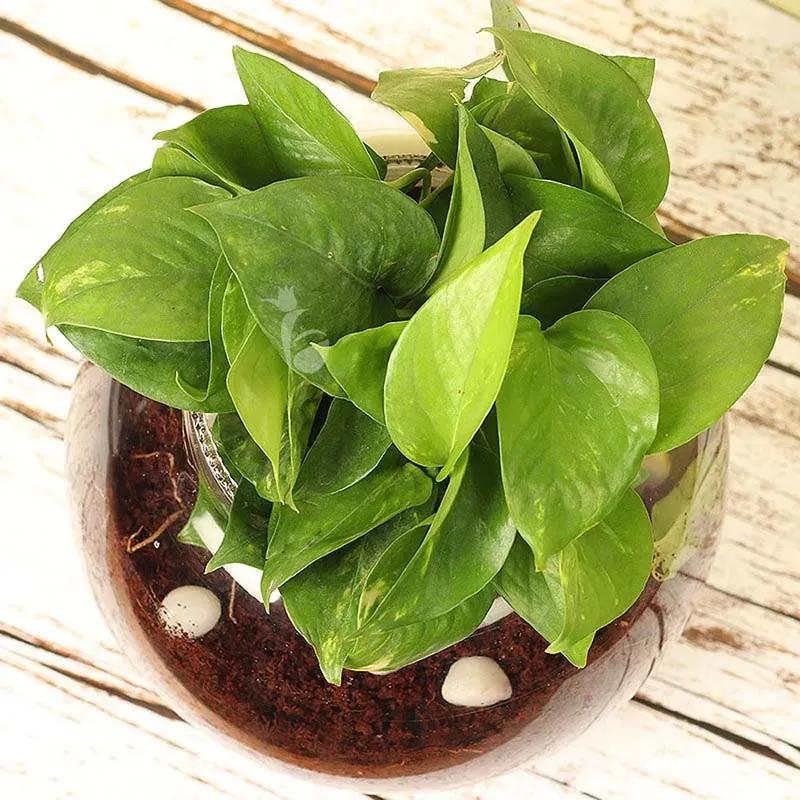 Money Plant in Fish Bowl and White Stones