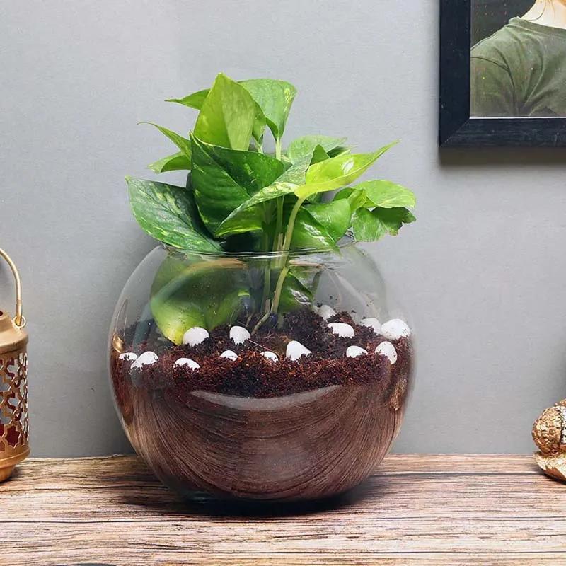 Money Plant in Fish Bowl