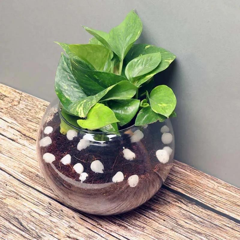 Money Plant in Fish Bowl