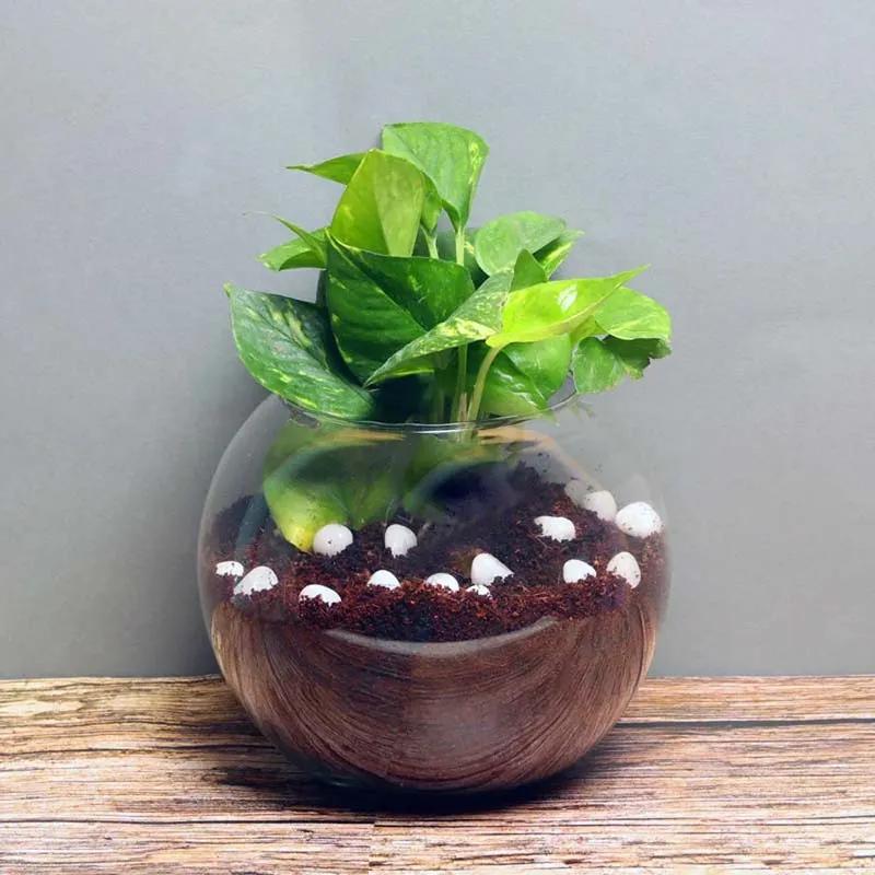 Money Plant in Fish Bowl