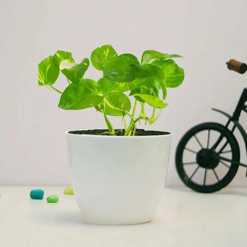 Money Plant in White Pot