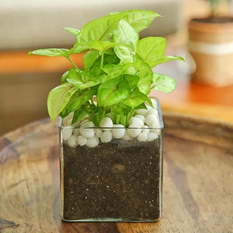 Syngonium Plant in Square Vase