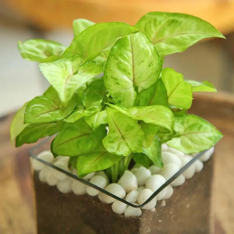 Syngonium Plant in Square Vase