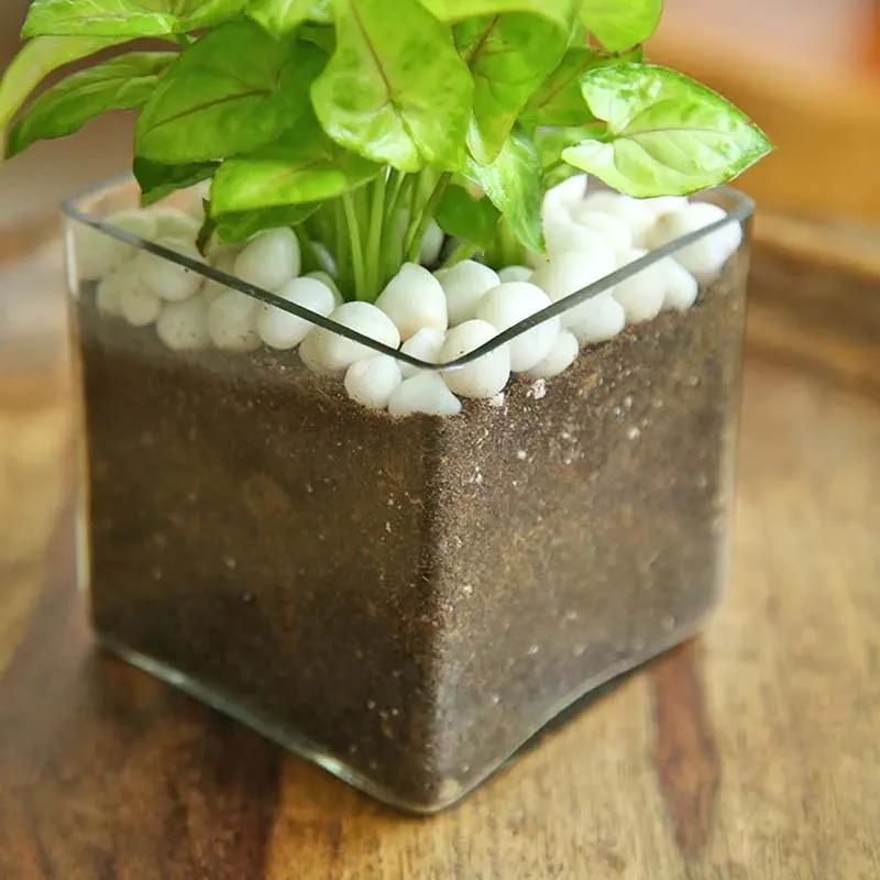 Syngonium Plant in Square Vase