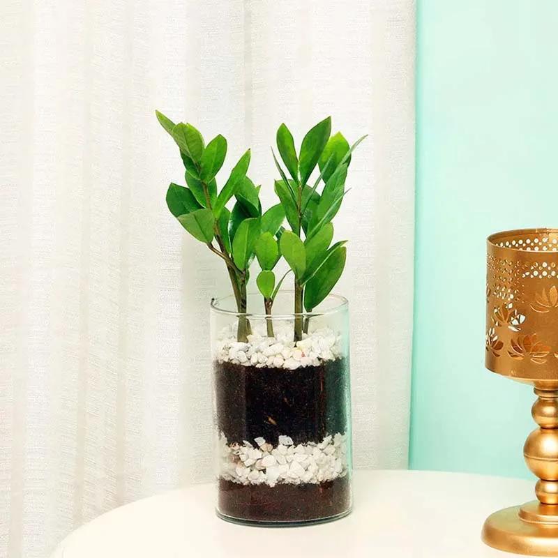 Zamia Plant in Cylinder Vase